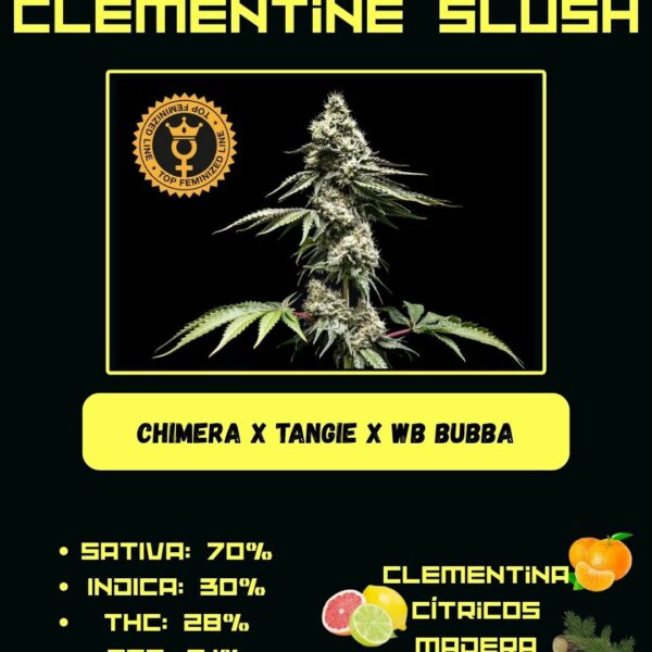 Clementine Slush 🍊 🥤- Bubba Line (World BreederxCali Connection)