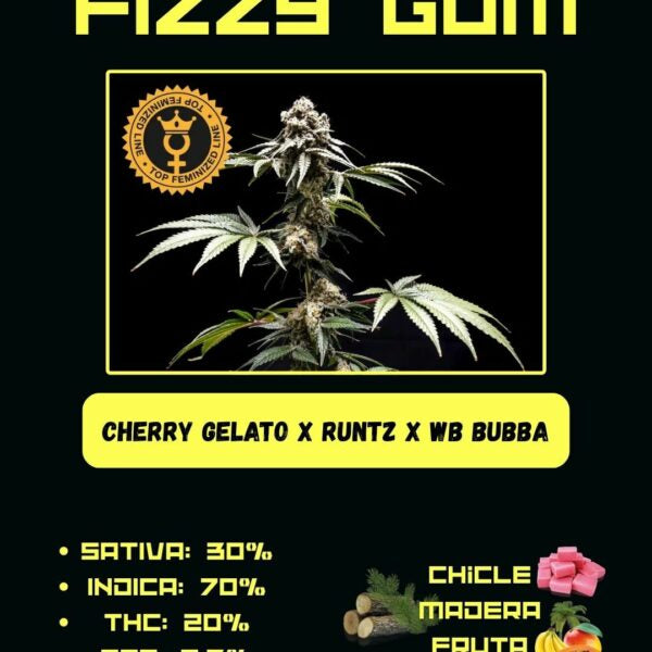Fizzy Gum - Bubba Line (World Breeder Premium)